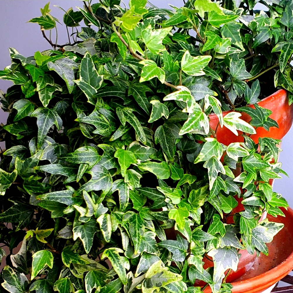 English Ivy Cuttings Varigated Hedera Helix 6